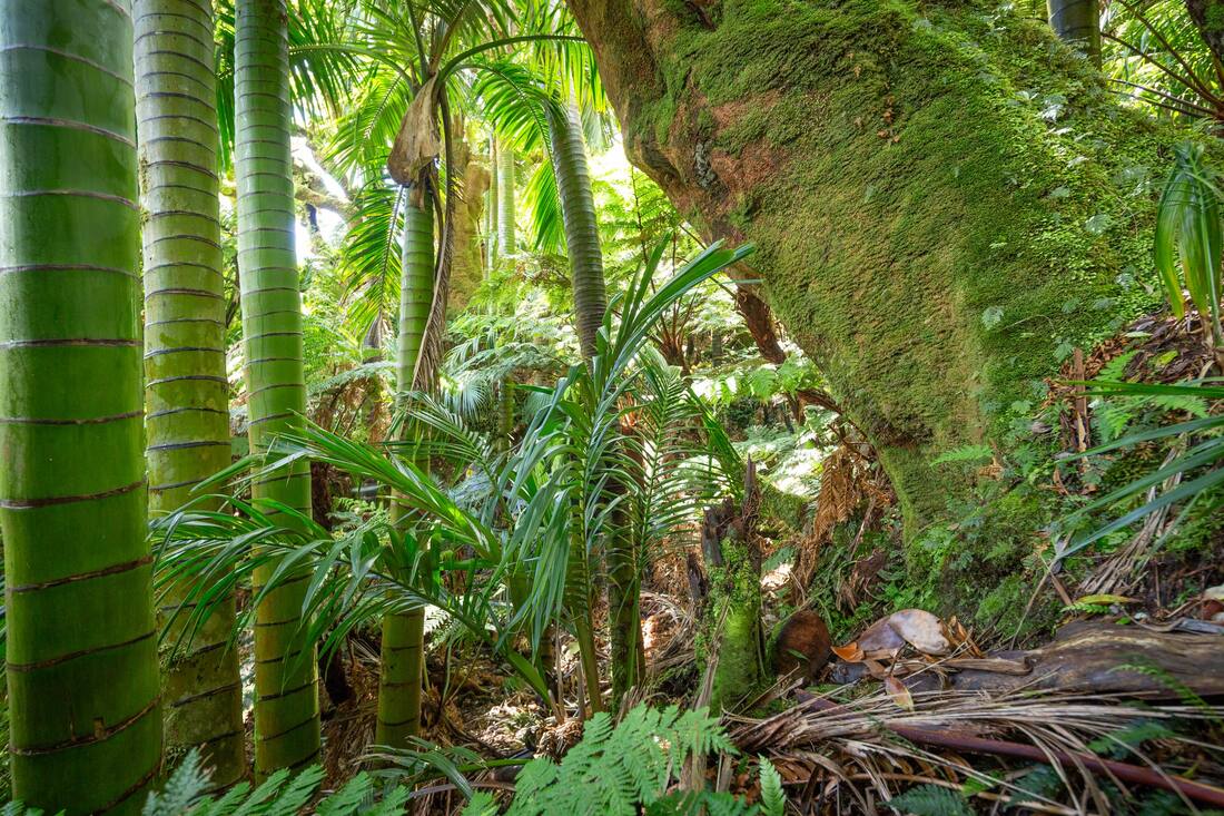 Bosques de chontas, cerro El Yunque