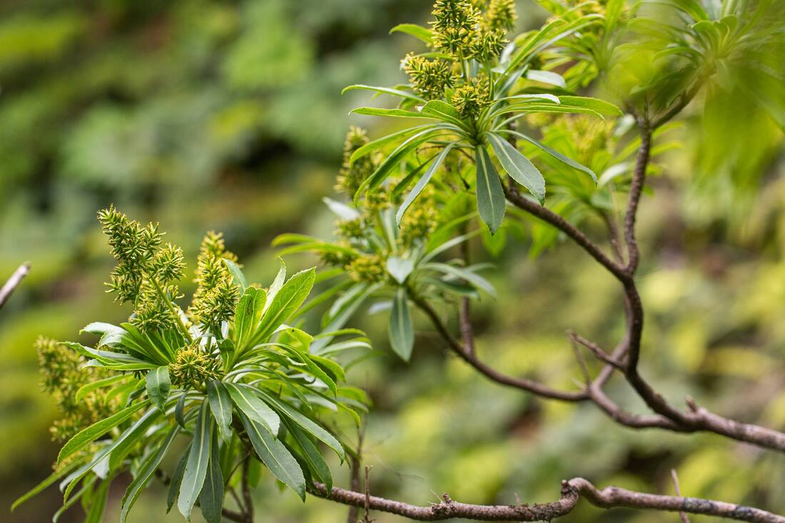 Robinsonia berteroi